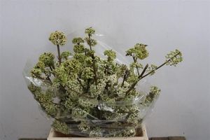 BR. CALLICARPA MAG SNOWQUEEN 50